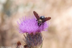 2021-07-02-Insectos-cardo-1