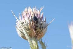 2021-07-02-Insectos-cardo-10