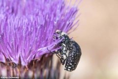 2021-07-02-Insectos-cardo-11