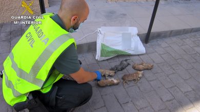 Photo of Identifican a un hombre que arrojó en una bolsa a cinco cachorros de gato y murieron asfixiados
