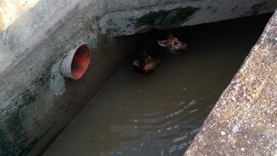 Photo of Los bomberos rescatan a dos perros de una acequia de Nonduermas