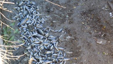 Photo of Huermur denuncia la aparición de peces muertos en Puebla de Soto por falta de agua en la acequia de Barreras