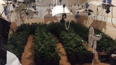 Photo of Desmantelan una plantación de cannabis en el interior de una vivienda de Alcantarilla