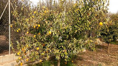 Photo of Tras Filomena y Hortensia… la primavera de enero, con casi 30 grados