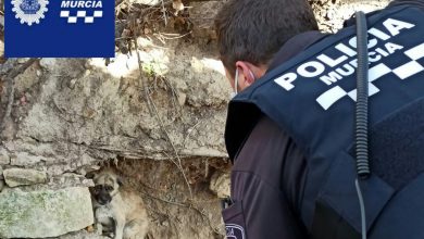Photo of Policía Local y Zoonosis rescatan a un perro atrapado en una acequia en San Ginés