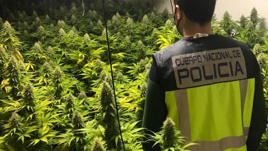 Photo of Detienen a tres personas que tenían un cultivo de marihuana en un piso de Alcantarilla