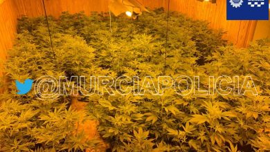 Photo of Ofensiva policial contra las plantaciones de marihuana en Alcantarilla y pedanías limítrofes