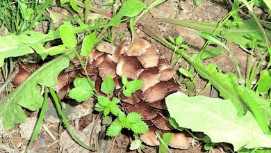 Photo of La Aemet pronostica una primavera especialmente cálida y seca en la Región