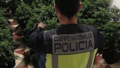 Photo of La Policía Nacional desmantela la enésima plantación de marihuana en un piso de Alcantarilla