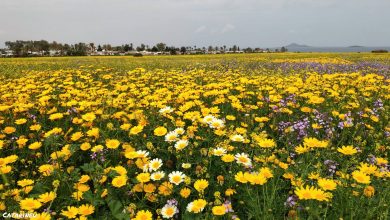 Photo of Alerta amarilla por tormentas, lluvias y granizo este jueves en Alcantarilla