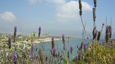 Photo of Reflexiones de un naturalista soñador. ¿Cómo conservar los hábitats?