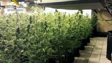 Photo of La Guardia Civil desmantela en La Alcayna un narco chalé con un cultivo tecnificado de 900 plantas de marihuana