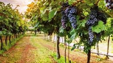 Photo of Reflexión dominical. Permanecer en Cristo