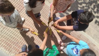 Photo of Educación repartirá un millón de raciones de frutas, hortalizas y leche entre los escolares de Primaria
