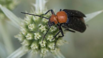 Photo of Fotogalería: el poder de una flor