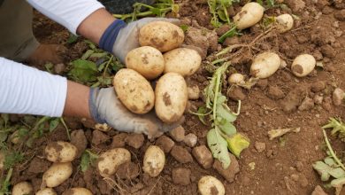 Photo of Los agricultores denuncian el derrumbe del precio de la patata por la presión de las grandes superficies