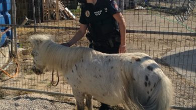 Photo of La Policía Local rescata un poni que deambulaba por la carretera en Javalí Nuevo