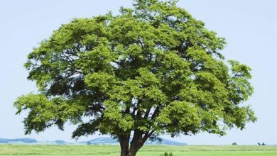 Photo of Reflexión dominical. El misterioso y silencioso crecimiento del Reino