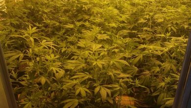Photo of Desmantelada una plantación de marihuana en La Raya