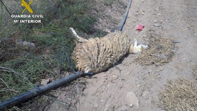 Photo of Matan de hambre a sus ovejas y cabras y denuncian que se las han matado para cobrar indemnizaciones