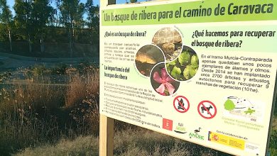 Photo of ANSE prolongará otro año su proyecto de restauración del corredor fluvial de la Contraparada