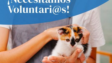 Photo of Equipo Bastet hace un llamamiento para conseguir voluntarios para su refugio de gatos