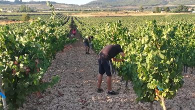 Photo of La DOP Vinos de Jumilla cierra la vendimia más larga tras recoger 75 millones de kilos de uva