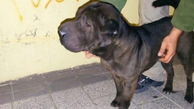 Photo of Buscan al dueño de un cachorro de Shar Pei encontrado en la calle Madrid