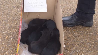 Photo of Hacen un llamamiento a la adopción de seis cachorros abandonados tras el atropello de su madre