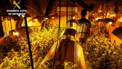 Photo of Desmantelan un invernadero de marihuana en una finca de Sangonera la Seca
