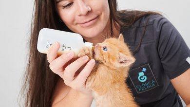 Photo of Abre la primera clínica veterinaria exclusiva para gatos