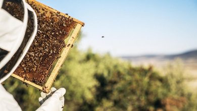 Photo of Los apicultores afirman que la ganadería más sostenible es la de las abejas