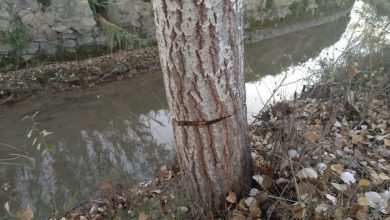 Photo of Denuncian que un ‘arboricida’ está dañando los árboles de la ribera del río