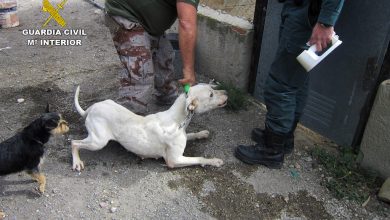 Photo of El Seprona interviene en una parcela donde había 18 perros maltratados, algunos de ellos peligrosos