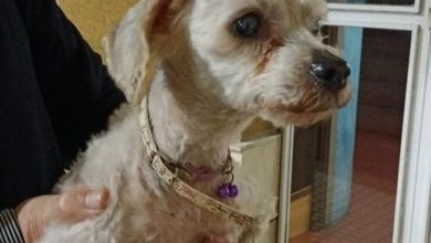Photo of Buscan al dueño de este perro encontrado en las inmediaciones del centro de Salud