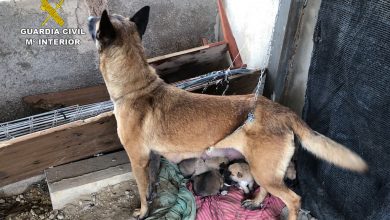 Photo of El Seprona libera a una perra robada y sus 9 cachorros, que vivían en condiciones insalubres