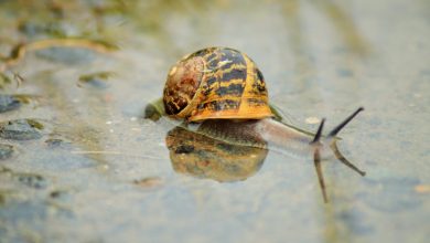 Photo of Nuevo periodo de lluvias durante tres días desde el miércoles
