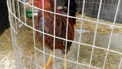 Photo of La Policía Local interviene veinte gallos utilizados en peleas ilegales