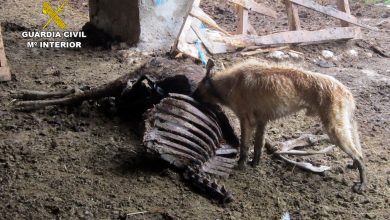 Photo of La Guardia Civil interviene en una ganadería de vacas, novillos de lidia, caballos y perros desnutridos y enfermos
