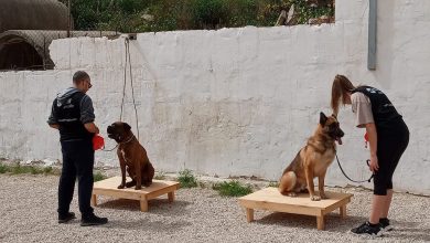 Photo of Protección Civil de Murcia incorpora perros de búsqueda y rescate de personas