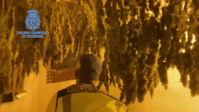 Photo of ‘Narco-okupas’ usan una vivienda en venta en Alcantarilla para instalar una plantación de marihuana