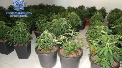 Photo of Nuevos registros, redadas y detenciones en Alcantarilla contra el cultivo de marihuana y el menudeo