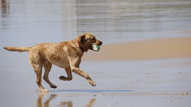 Photo of La OCU pide a Turismo mano dura contra las cacas de perro en las playas