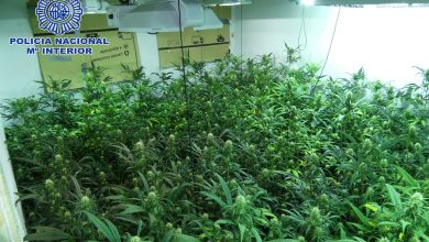 Photo of Dos detenidos y 500 plantas de marihuana incautadas en dos narcopisos de Alcantarilla