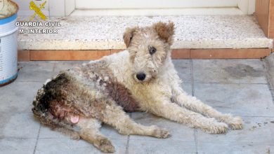 Photo of Abren diligencias al dueño de una perra que murió por falta de atención veterinaria