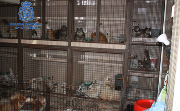 Photo of A prisión los dueños de un criadero ilegal con 300 perros y gatos hacinados en el que explotaban a inmigrantes