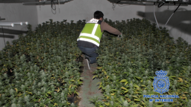 Photo of Detenidas tres personas que cultivaban 1.500 plantas de marihuana en dos almacenes de jamones