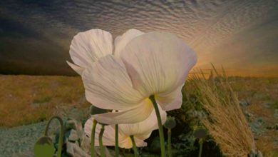 Photo of Reflexión dominical. El desierto y el yermo se regocijarán