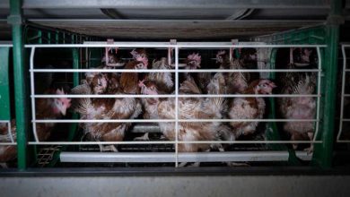 Photo of Ochenta millones de pollos mejorarán sus condiciones en granjas y mataderos