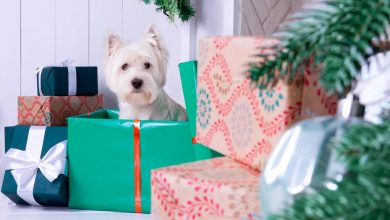 Photo of Piden no comprar animales como regalo navideño